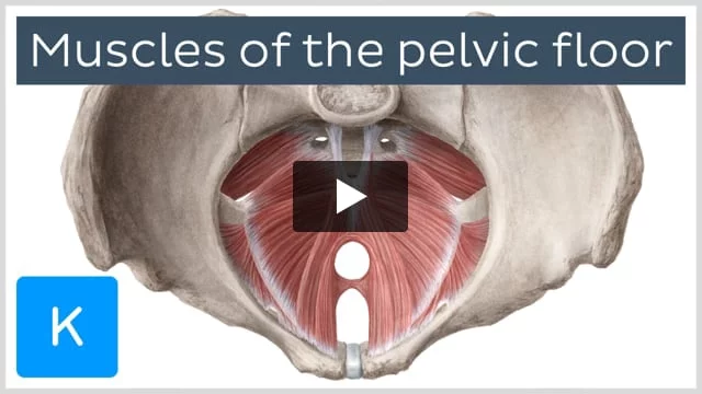 Muscles of the pelvic floor: Anatomy and function