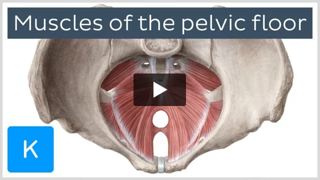 Pelvic floor + deep core : a must for EVERYONE honestly