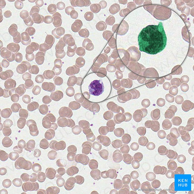 Monocyte (Monozyt); Bild: 