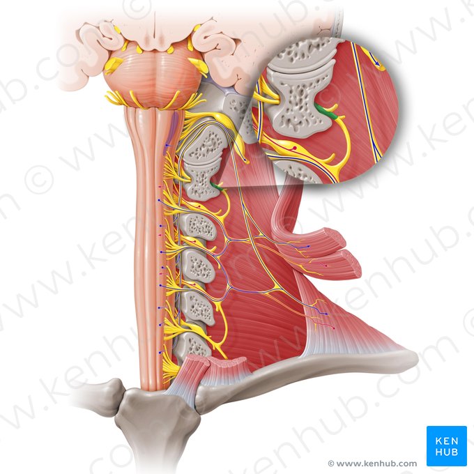 Nervio espinal C1 (Nervus spinalis C1); Imagen: Paul Kim