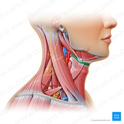 Hyoid bone (Os hyoideum); Image: Paul Kim