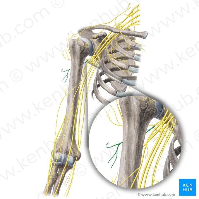 Posterior branch of axillary nerve (Ramus posterior nervi axillaris); Image: Yousun Koh