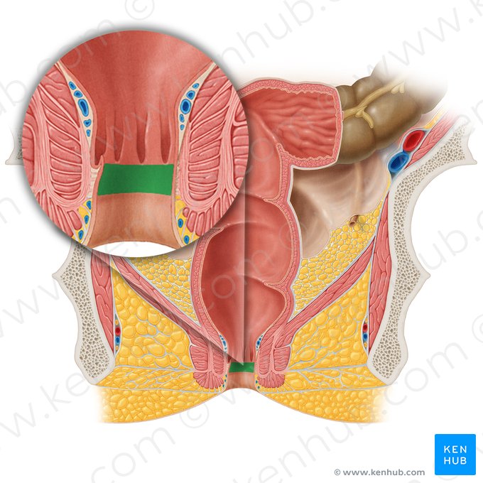 Zona de transição anal (Pecten analis); Imagem: Samantha Zimmerman