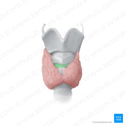 Ligamento cricotraqueal (Ligamentum cricotracheale); Imagen: Begoña Rodriguez