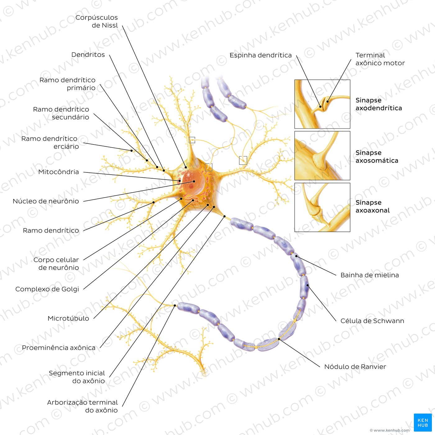 Tipos de neurônios e estrutura de sinapses