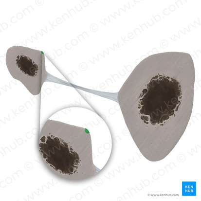 Borda medial da fíbula (Margo medialis fibulae); Imagem: Tal Bavli Ziv