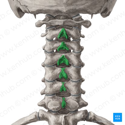 Processus spinosi vertebrarum C2-C7 (Dornfortsätze der Wirbel C2-C7); Bild: Yousun Koh