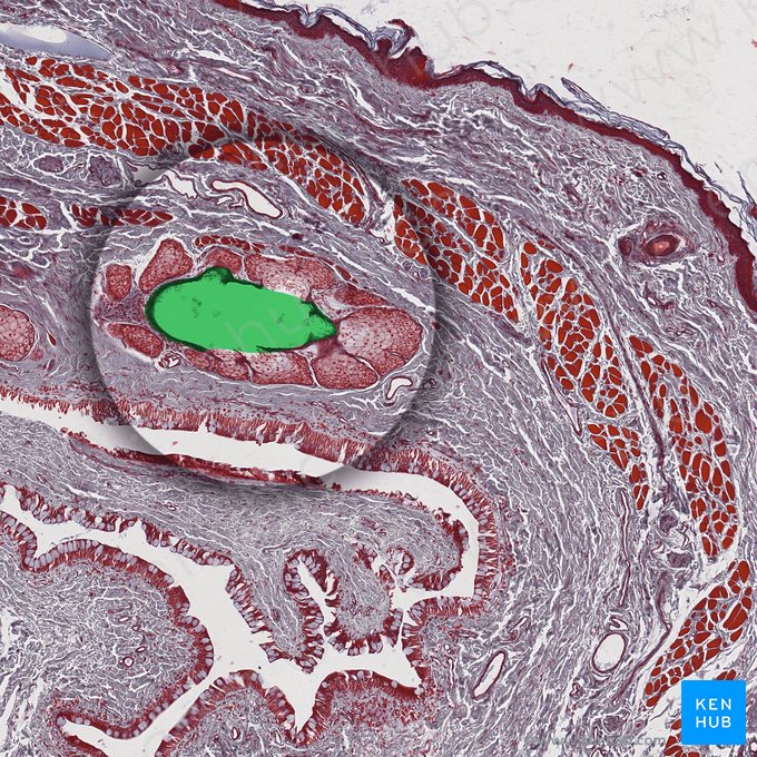 Duct of Meibomian glands; Image: 