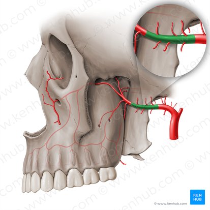 Pars pterygoidei arteriae maxillaris (Flügelteil der Oberkieferarterie); Bild: Paul Kim