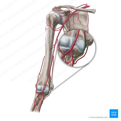 Anterior ulnar recurrent artery (Arteria recurrens ulnaris anterior); Image: Yousun Koh
