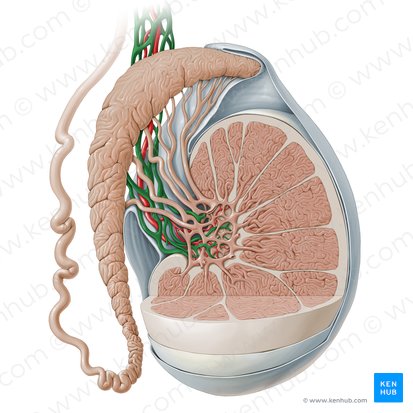 Pampiniform plexus (Plexus pampiniformis); Image: Paul Kim