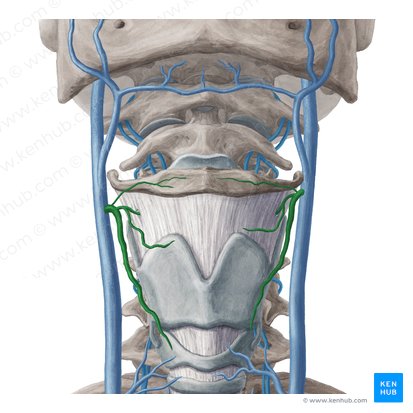 Vena thyroidea superior (Obere Schilddrüsenvene); Bild: Yousun Koh