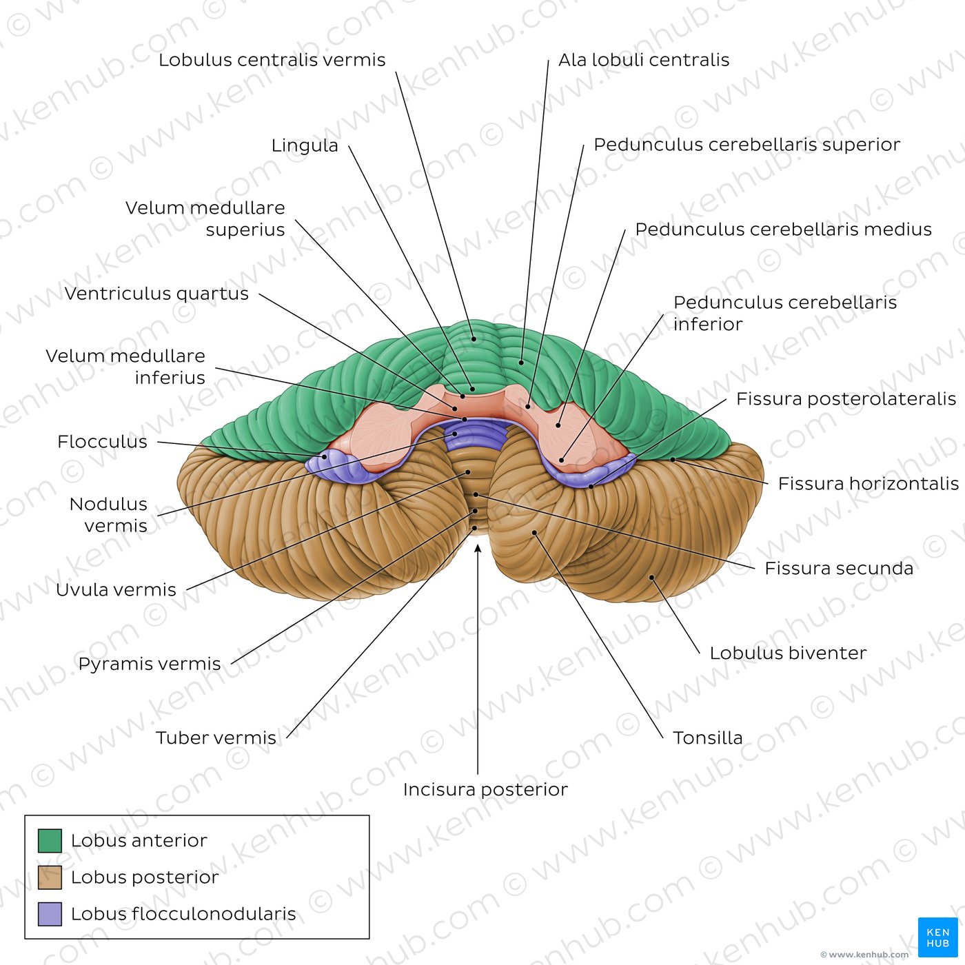 Anatomy of the cerebellum - Anterior view