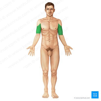 Região anterior do braço (Regio anterior brachii); Imagem: Irina Münstermann