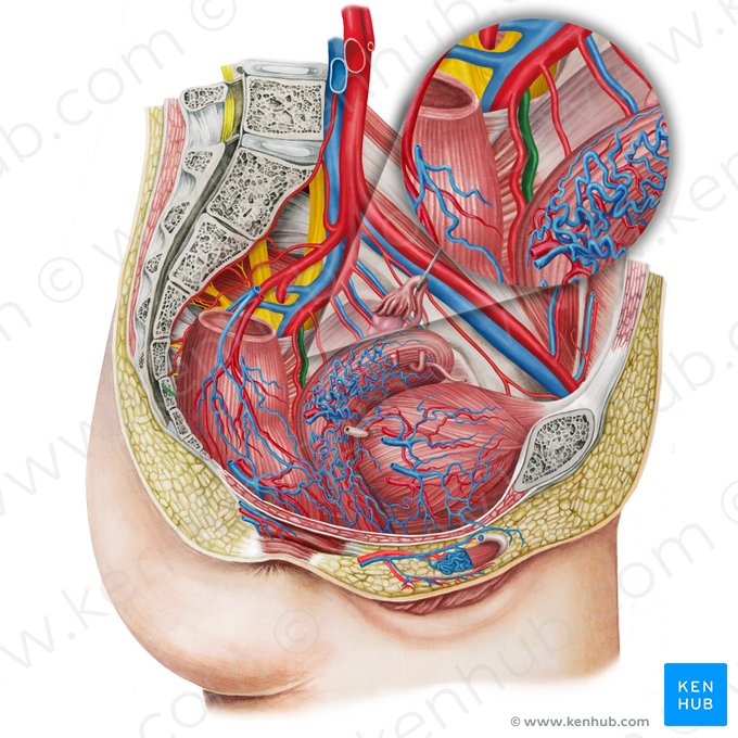 Venas rectales medias izquierdas (Venae anorectales mediae sinistrae); Imagen: Irina Münstermann