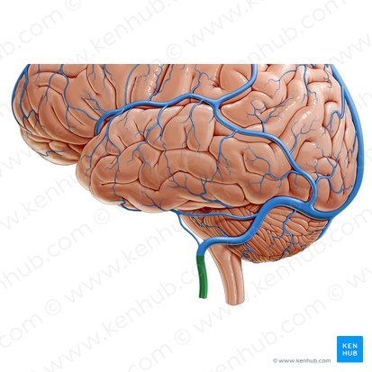 Vena yugular interna (Vena jugularis interna); Imagen: Paul Kim