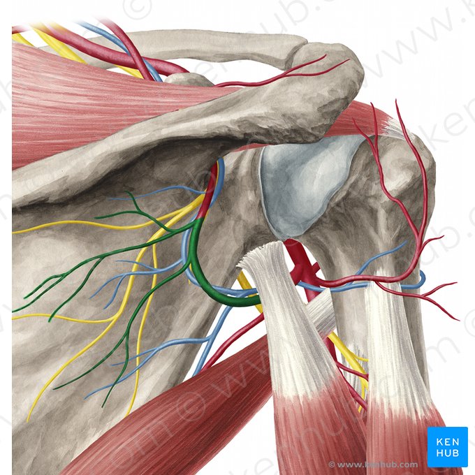 Shoulder Joint Anatomy: Overview, Gross Anatomy, Microscopic Anatomy