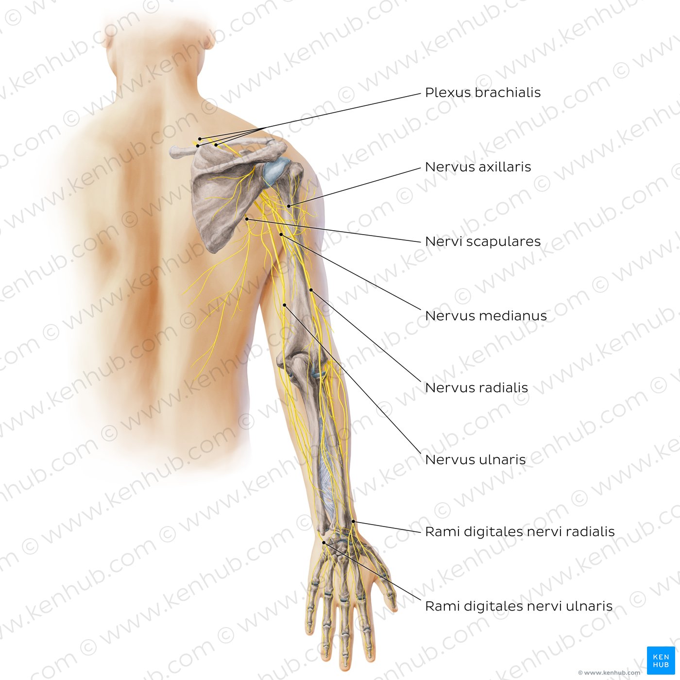 Hauptnerven der oberen Extremität - posterior