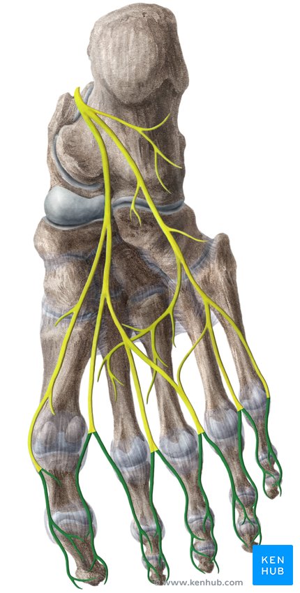 Proper plantar digital nerves - caudal view