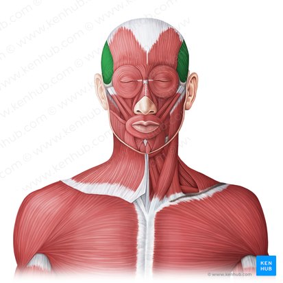 Temporalis muscle (Musculus temporalis); Image: Irina Münstermann