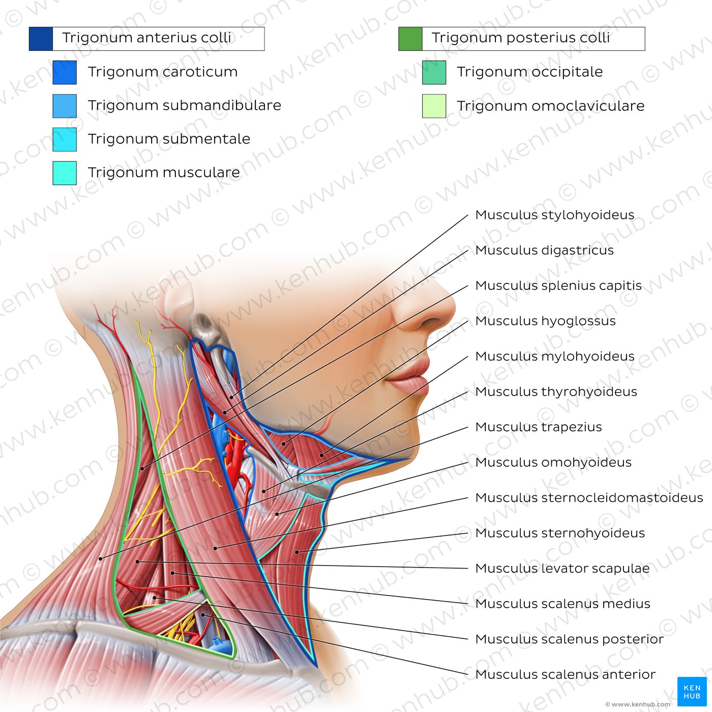 Triangles of the neck: Overview