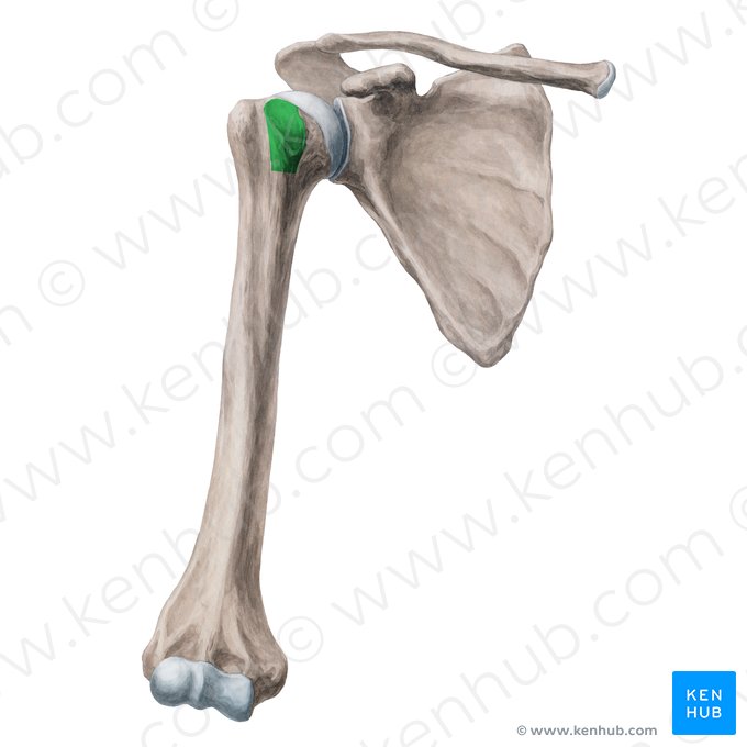 Lesser tubercle of humerus (Tuberculum minus humeri); Image: Yousun Koh