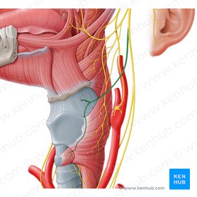 Superior laryngeal nerve (Nervus laryngeus superior); Image: Paul Kim