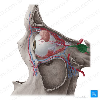 Cavernous sinus (Sinus cavernosus); Image: Yousun Koh