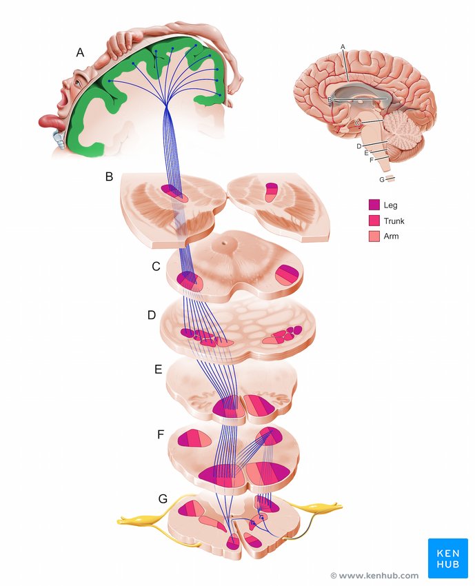 Motor cortex - cross-sectional view
