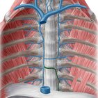 Hemiazygos vein