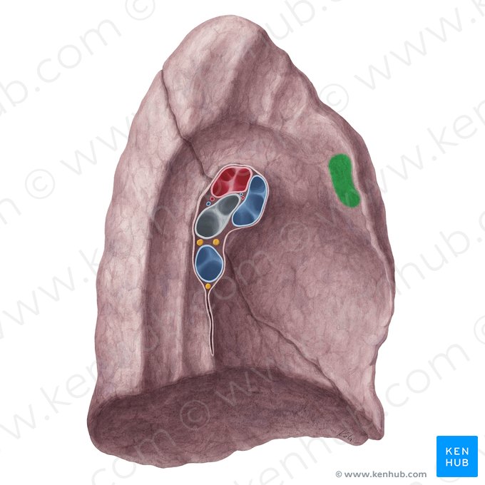 Impressão do timo do pulmão esquerdo (Impressio thymi pulmonis sinistri); Imagem: Yousun Koh