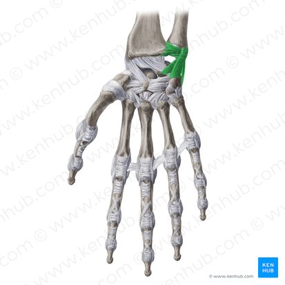 Complejo del fibrocartílago triangular (Complexus fibrocartilagineus triangularis); Imagen: Yousun Koh