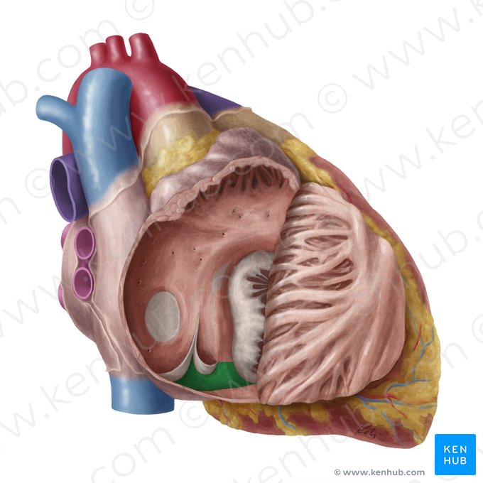 Isthmus cavotricuspidalis (Hohlvenen-Trikuspidalklappen-Enge); Bild: Yousun Koh
