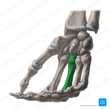 3rd metacarpal bone (Os metacarpi 3); Image: Yousun Koh