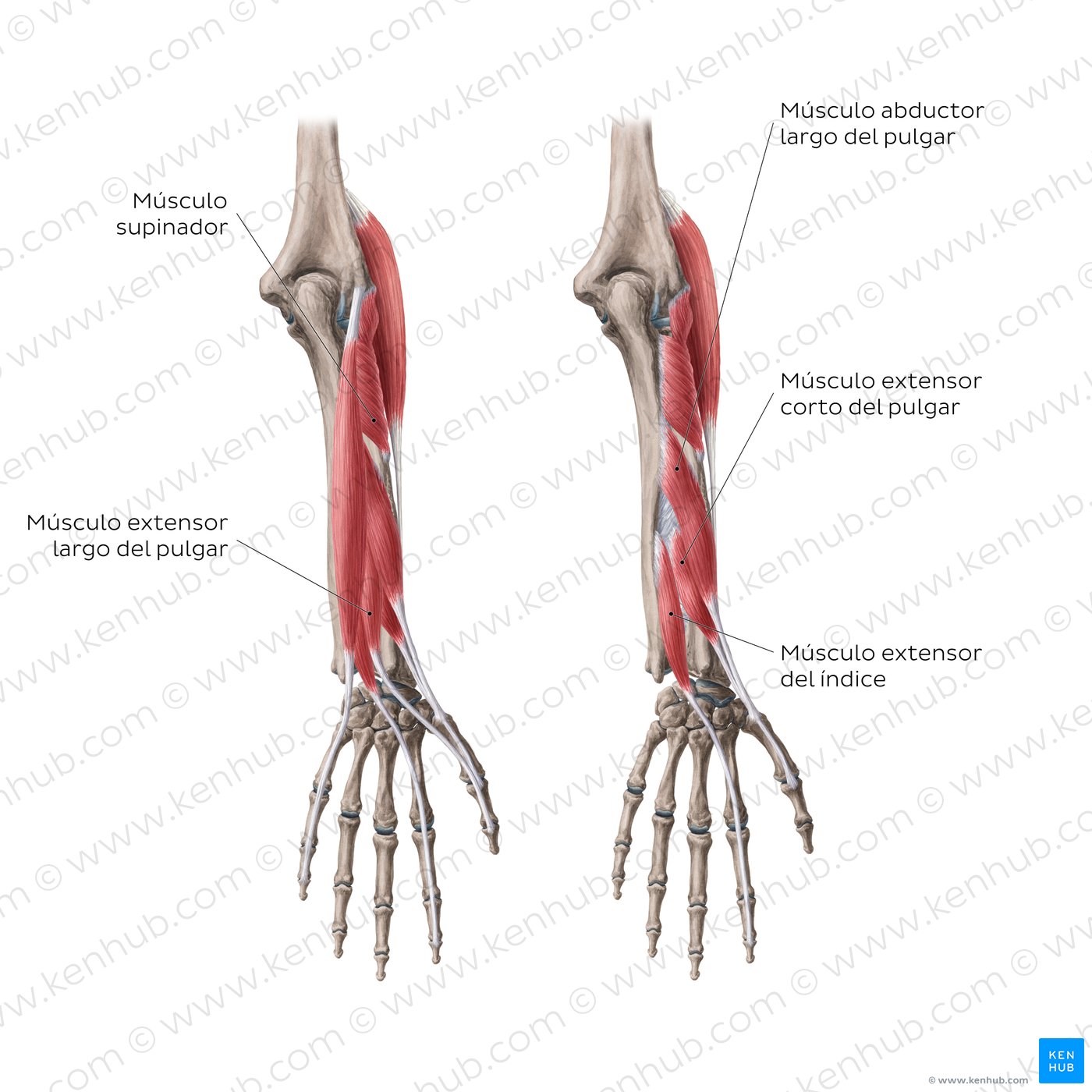 Extensores del antebrazo