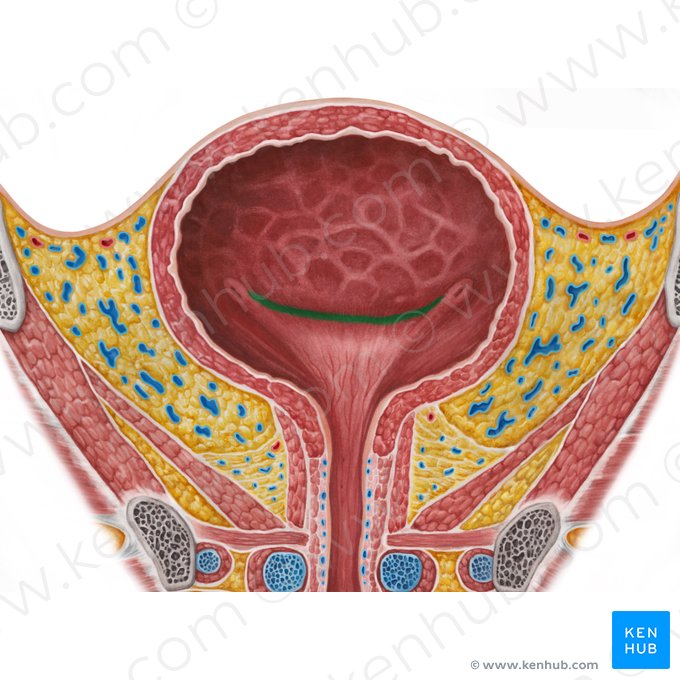 Pliegue interureteral (Plica interureterica); Imagen: Irina Münstermann