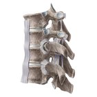 Articulations costovertébrales