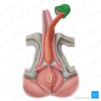 Glans penis (Eichel); Bild: Samantha Zimmerman