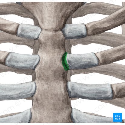 Articulaciones esternocondrales (Articulationes sternochondrales); Imagen: Yousun Koh