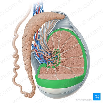 Tunique albuginée du testicule (Tunica albuginea testis); Image : Paul Kim