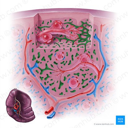 Sinusoides esplénicos (Vas sinusoideum splenicum); Imagen: Paul Kim