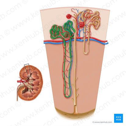 Juxtamedullary nephron (Nephronum juxtamedullare); Image: Paul Kim