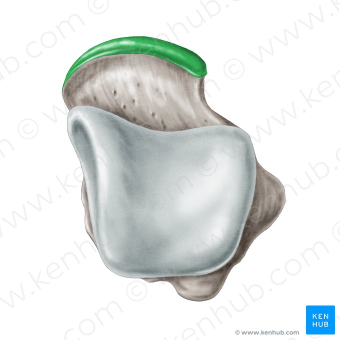 Superfície articular navicular do tálus (Facies articularis navicularis ossis tali); Imagem: Samantha Zimmerman