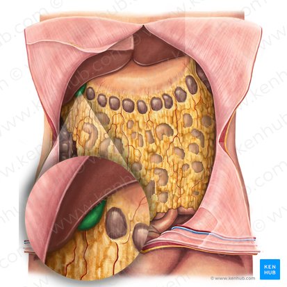 Gallbladder (Vesica biliaris); Image: Irina Münstermann