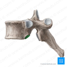Fovea costalis inferior vertebrae (Untere Rippengrube des Wirbels); Bild: Liene Znotina