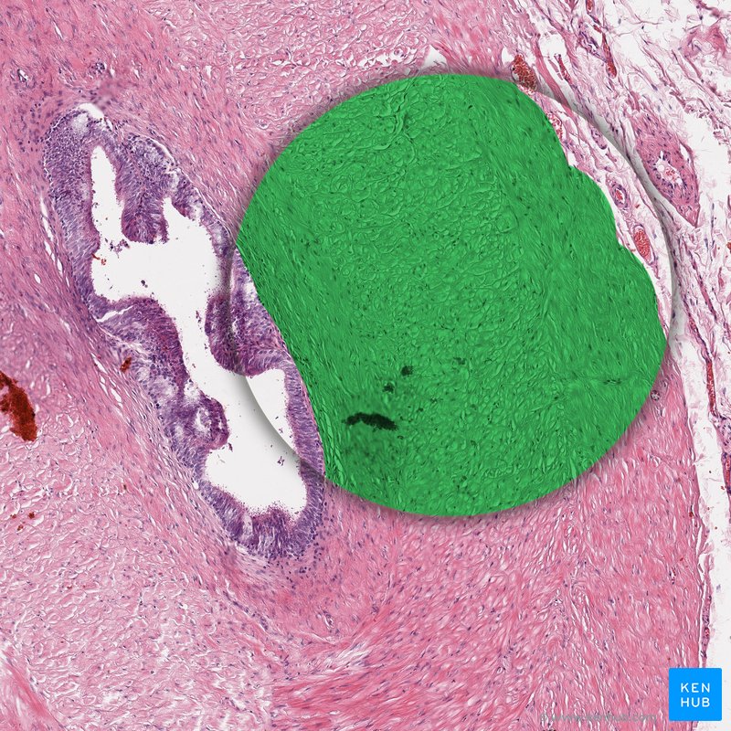 Smooth muscle: Structure, function, location