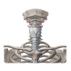 Stylohyoid muscle