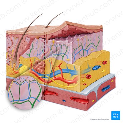Plexo arterial dermo-hipodérmico (Rete arteriosum dermale); Imagem: Paul Kim