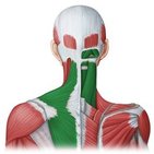 Posterior neck muscles