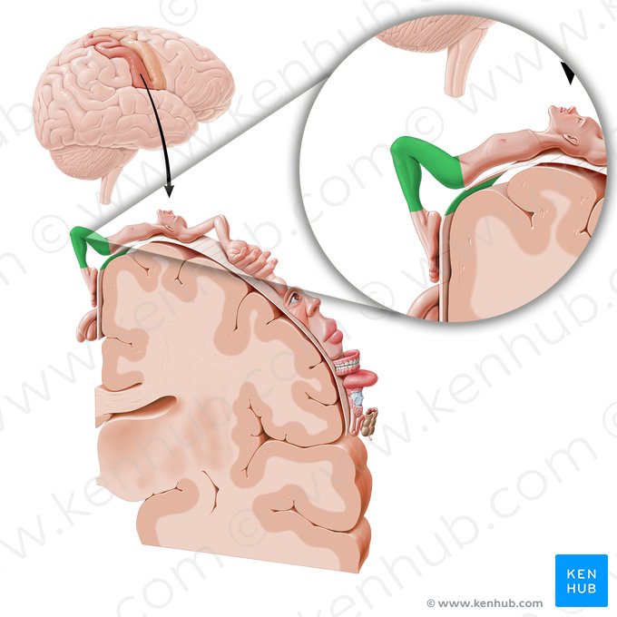 Cortex sensorius membri inferioris (Sensorischer Kortex des Beins); Bild: Paul Kim